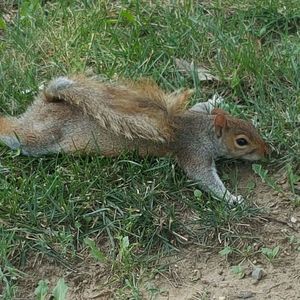 Meet your Posher, Barry